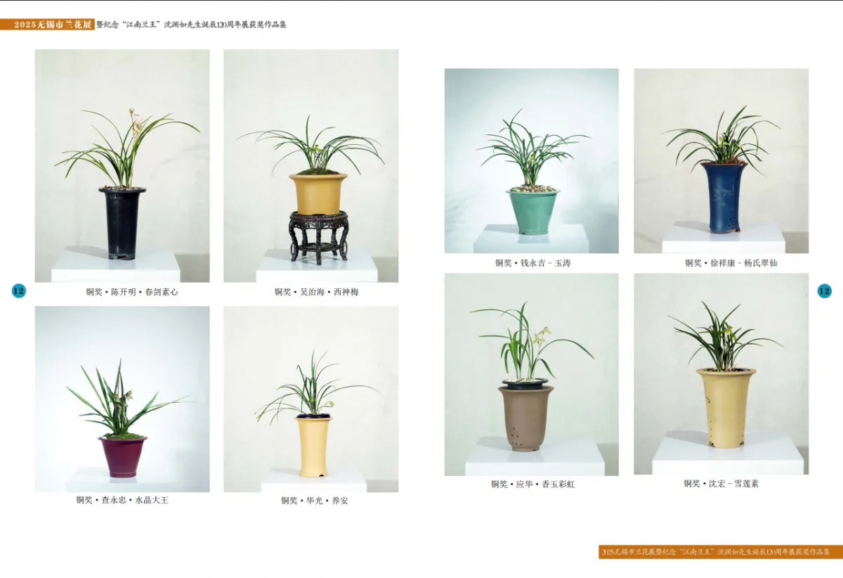 兰花展