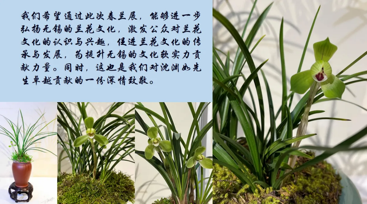 兰花展