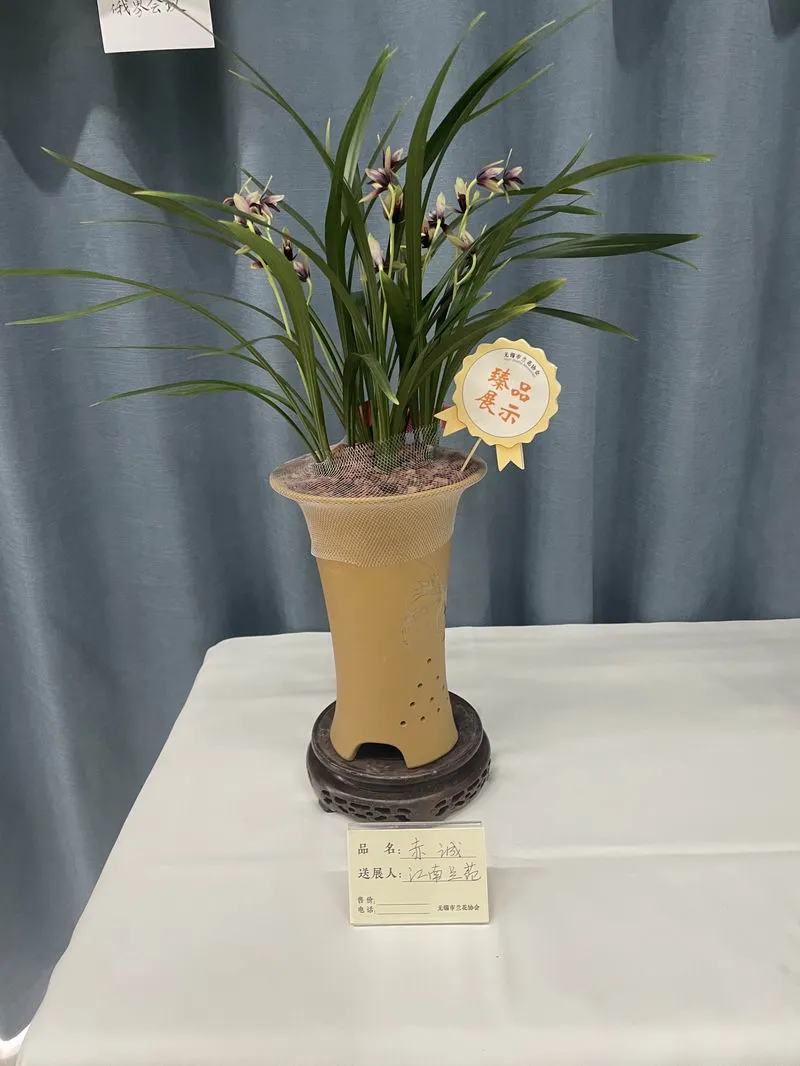 建兰