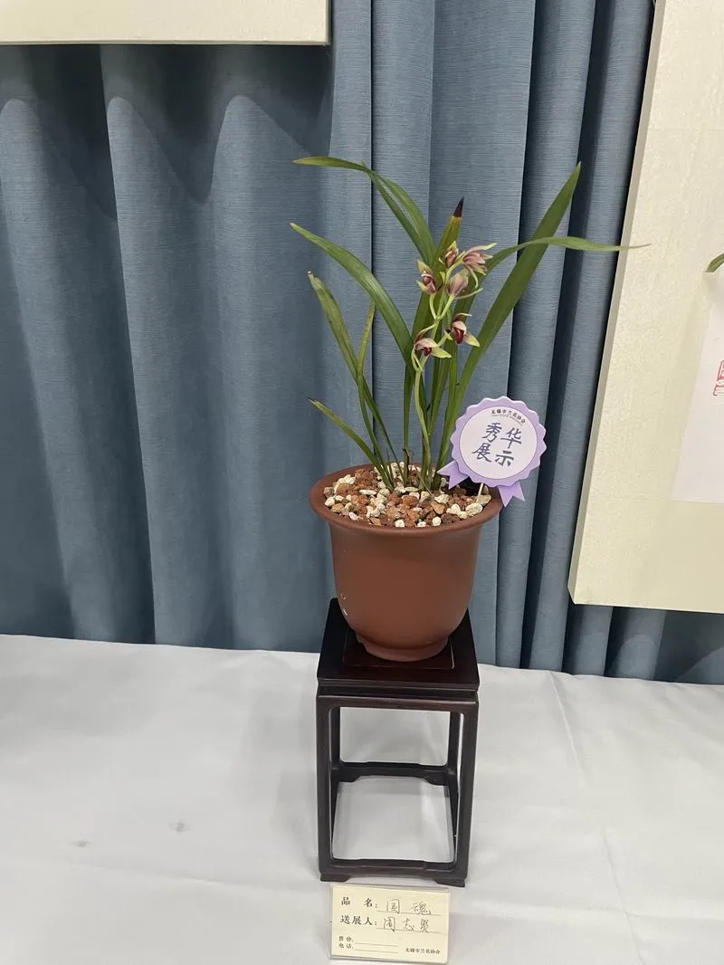 建兰