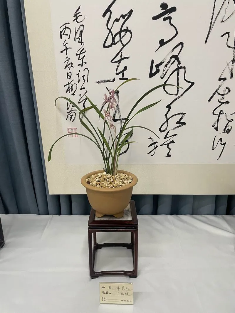 建兰