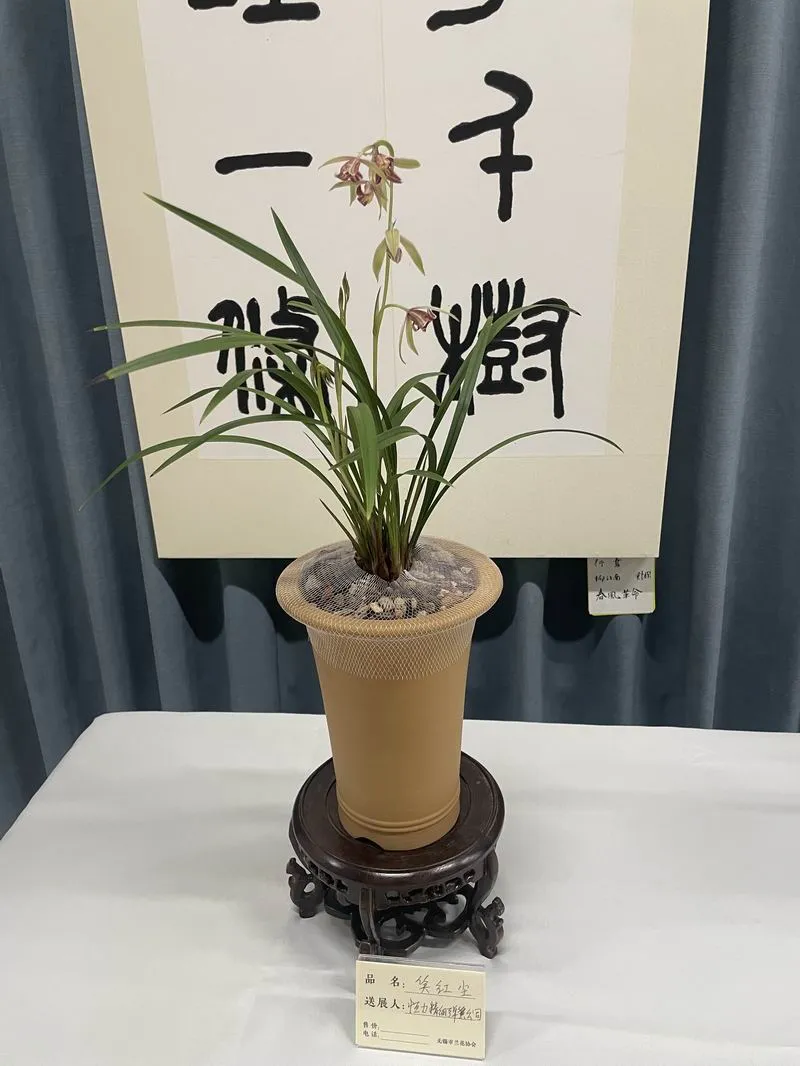 建兰