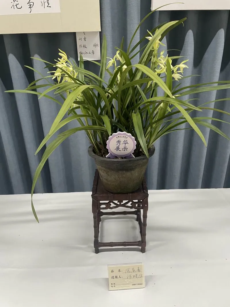 建兰